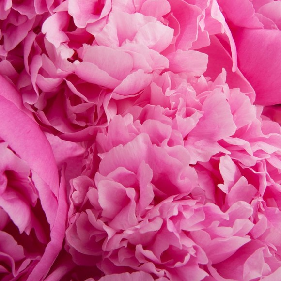 Meet your Posher, S - Picture 1 of 1